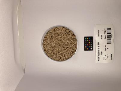 Click for 1 image(s) for this accession. SEED